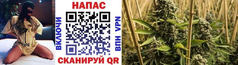 МАРИХУАНА конопля где продают Курлово